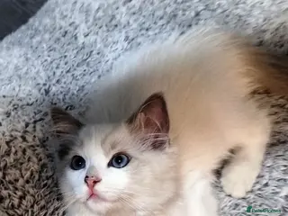 Ragdoll cats Stunning ragdoll kittens looking for new homes - Advert 6