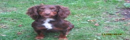 Cocker Spaniel dogs for stud: Liver n Tan working cocker. Clear AMS, PP PRA, FN. in Dorchester - Advert 7