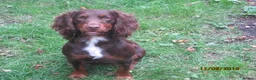 Cocker Spaniel dogs for stud: Liver n Tan working cocker. Clear AMS, PP PRA, FN. - Advert 7
