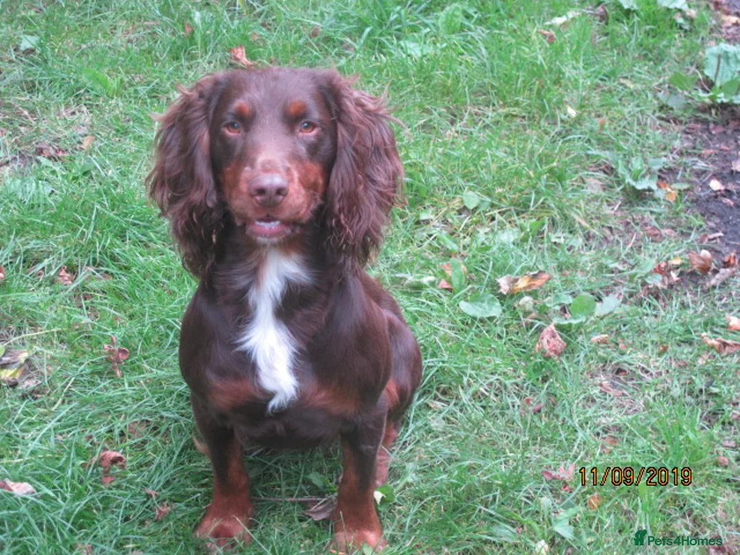 Cocker Spaniel dogs for stud: Liver n Tan working cocker. Clear AMS, PP PRA, FN. - Advert 7