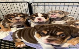 English Bulldog dogs for sale: QC puppies  - Image 1