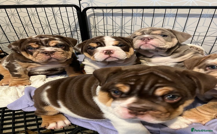 English Bulldog dogs - Advert 7
