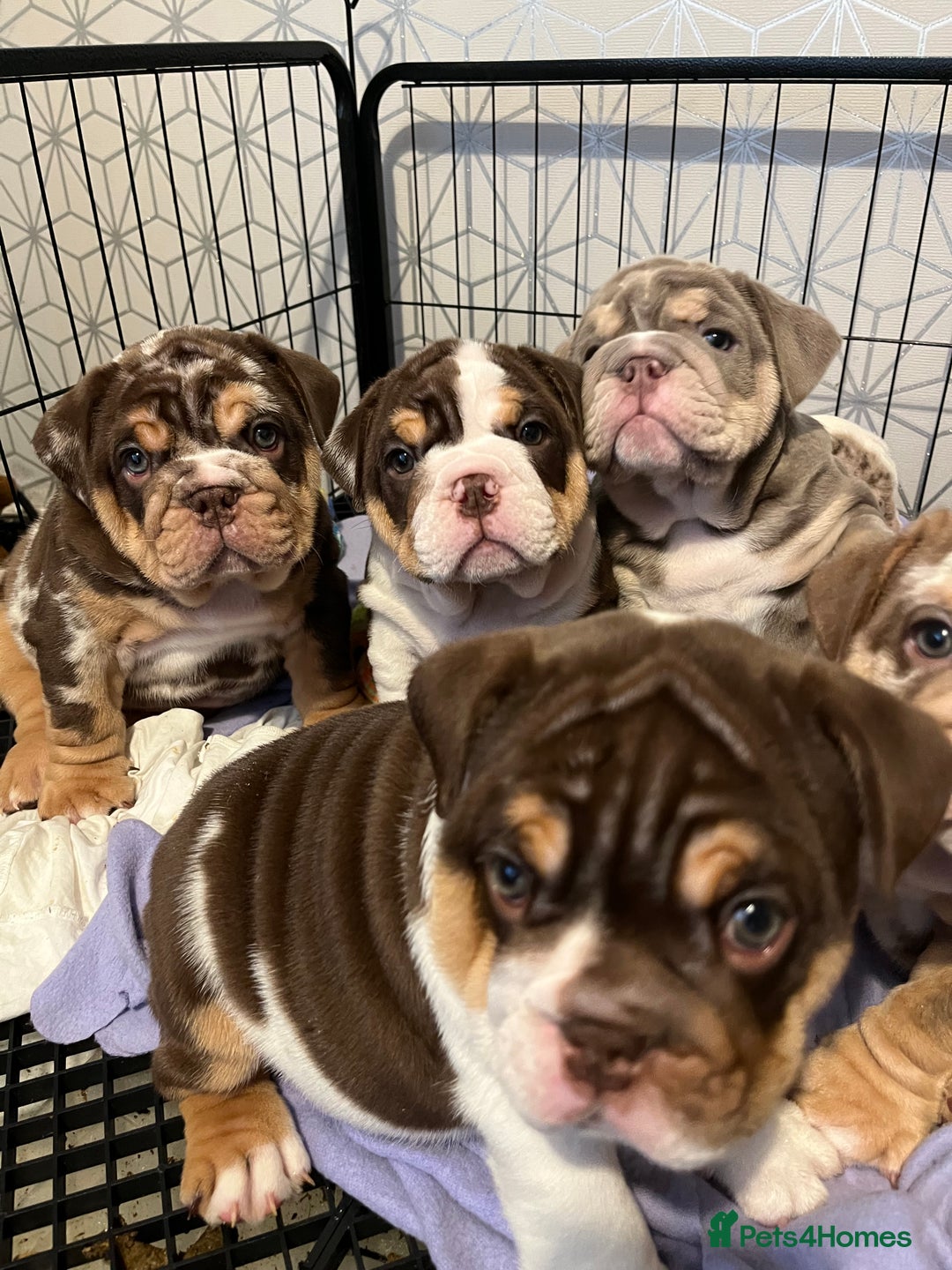 English Bulldog dogs for sale: QC puppies  - Image 1