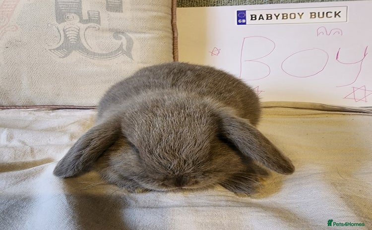 Mini Lop rabbits - Advert 3