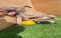 Whippet dogs for sale: Kc whippet pups  - Image 30