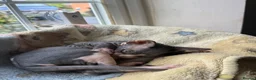 Sphynx cats for sale: Sphynx Male Kitten - Advert 16