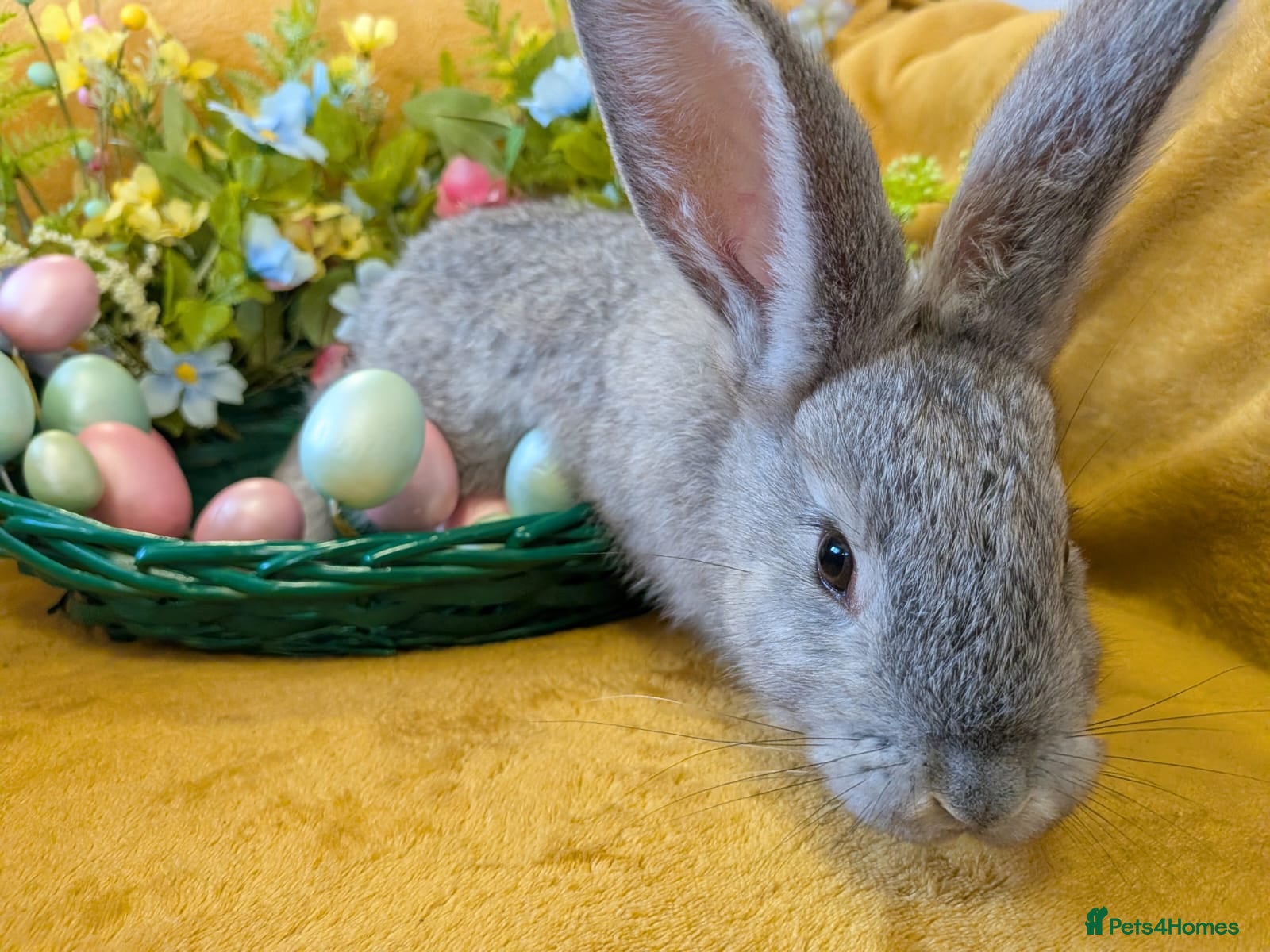 Continental Giant rabbits Continental giants - Advert 3