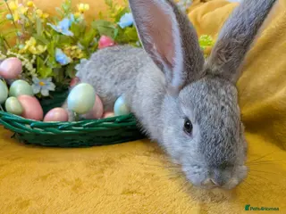 Continental Giant rabbits Continental giants - Advert 3