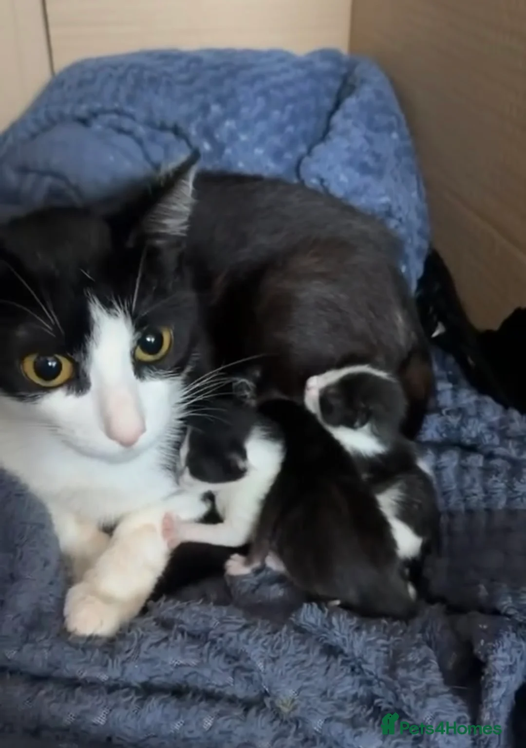 Mixed Breed cats for sale: Mix breed beautiful and playful kittens  in Barking - Advert 1