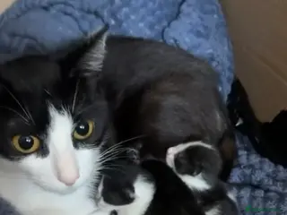 Mixed Breed cats Mix breed beautiful and playful kittens in Barking - Advert 1