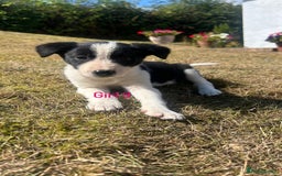 Border Collie dogs for sale: Beautiful border collie puppies for sale  - Image 12