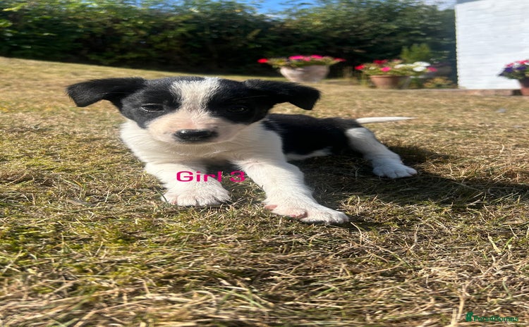Border Collie dogs - Advert 3
