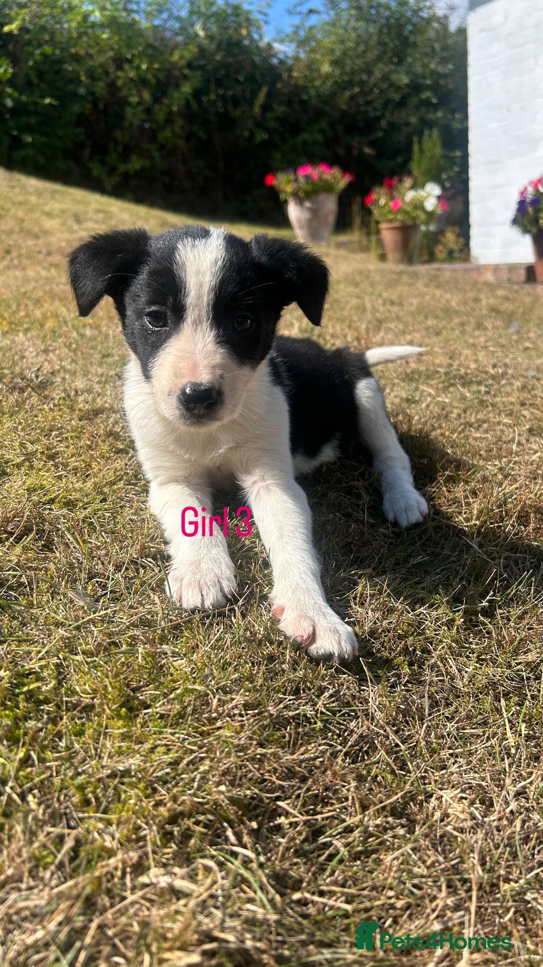Border Collie dogs for sale: Beautiful border collie puppies for sale  - Image 12