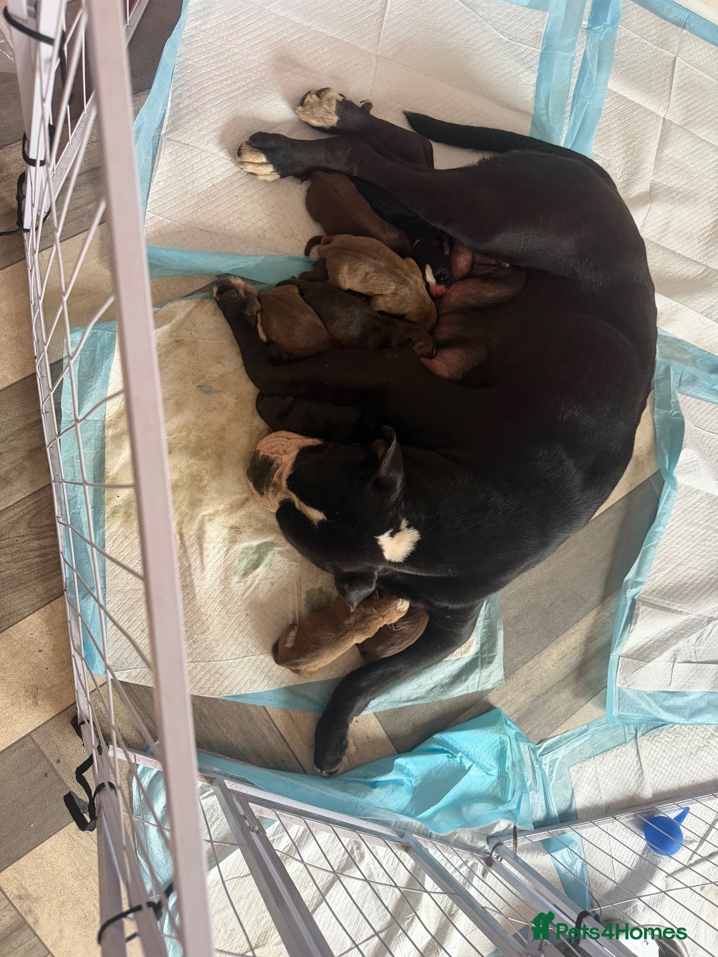 Mixed Breed dogs American bulldog x Husky puppies  - Advert 11