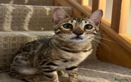 Bengal cats for sale: Stunning TICA registered bengal kittens  in Huntly - Image 24