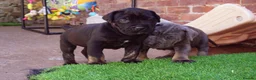 Cane Corso dogs for sale: Quality cane corso puppies - limited available  - Advert 12