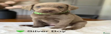 Labrador Retriever 1