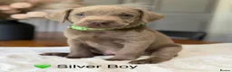Labrador Retriever dogs for sale: Health tested yellow/champagne Labrador puppies - Advert 19