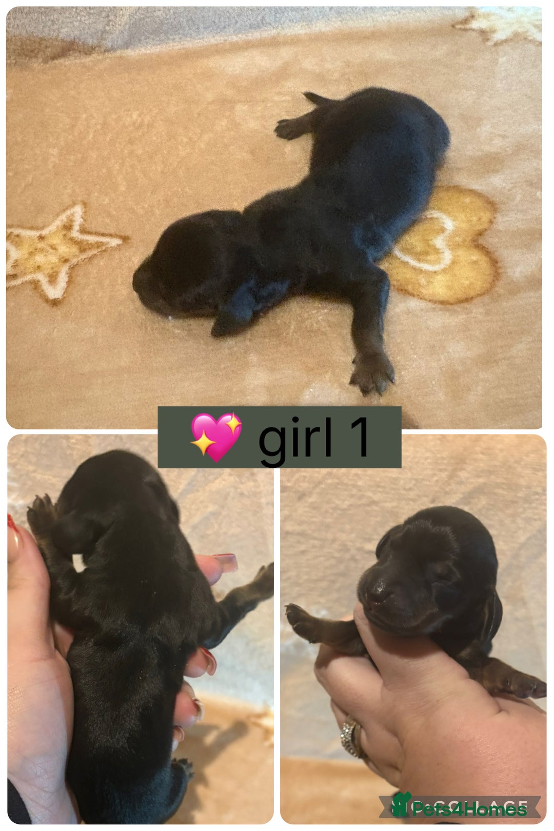 Miniature Dachshund dogs for sale: one girl miniature dachshund  - Advert 5