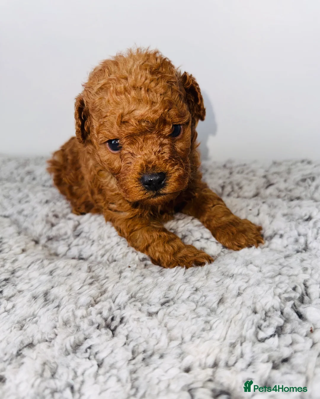 Toy Poodle dogs for sale: 🐩 Stunning Deep Red Toy Poodle Puppies - Advert 2