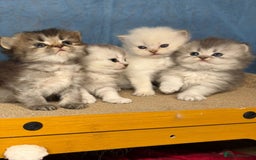 British Longhair cats for sale: British longhair kittens TICA blue golden - Image 2