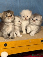 British Longhair cats - Advert 5