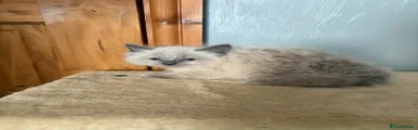 Ragdoll Kitten 1