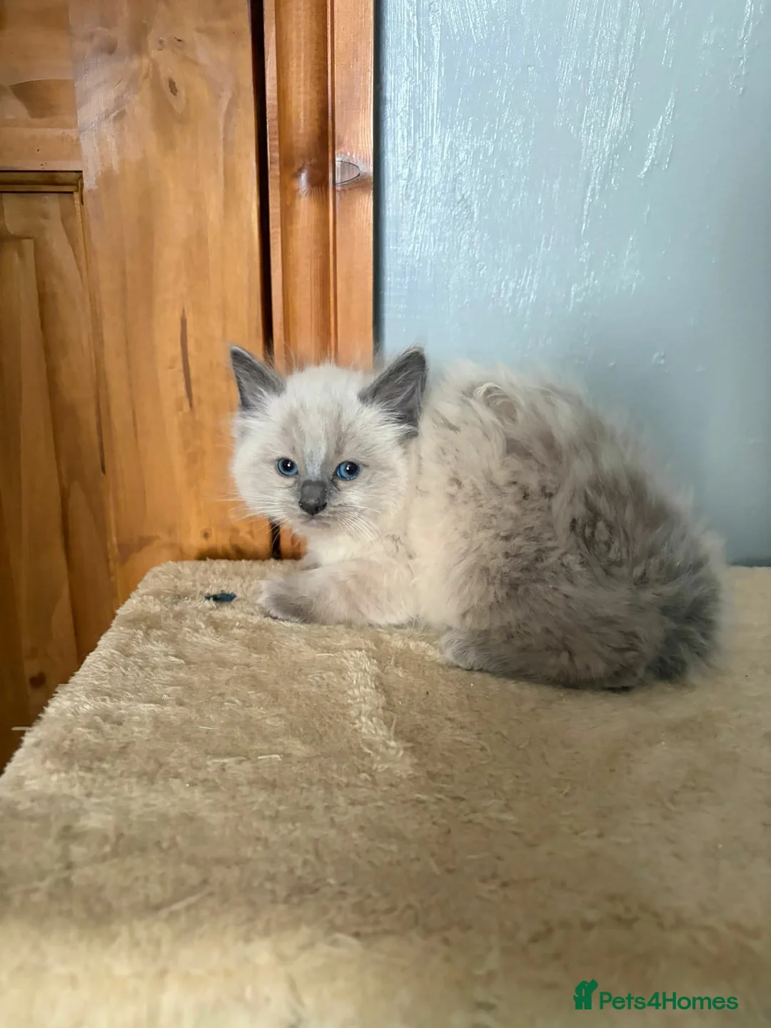 Ragdoll cats for sale: 3 ragdoll boys Ready now in Newcastle upon Tyne - Advert 2