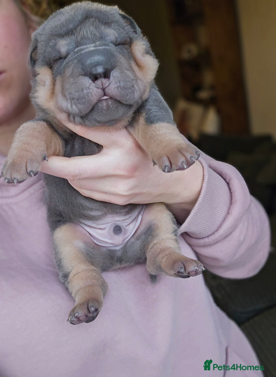 Shar Pei dogs for sale: Beautiful litter of Shar Pei puppies!  - Advert 27
