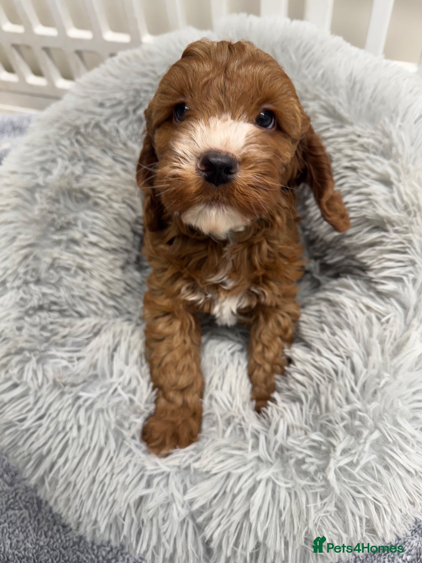 Cockapoo dogs Wonderful F1 Cockapoos - Advert 1