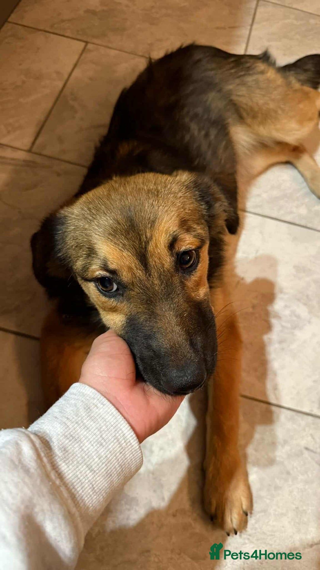 Mixed Breed dogs for adoption: BONNIE (Pup) - Advert 5