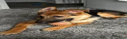 German Shepherd dogs for sale: Gorgeous 11 month's boy looking for his ideal home - Advert 2