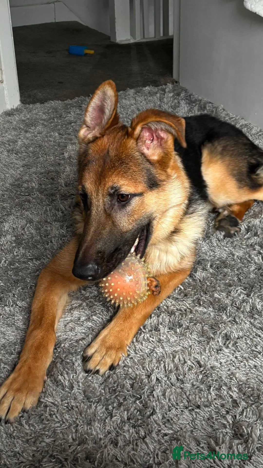 German Shepherd dogs for sale: Gorgeous 11 month's boy looking for his ideal home - Advert 2