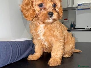 Cavapoo dogs 🌟 Beautiful F1 Cavapoo Girl 🌟 - Advert 3