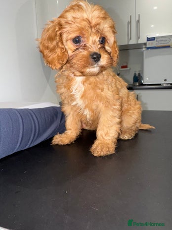 Cavapoo dogs 🌟 Beautiful F1 Cavapoo Girl 🌟 - Advert 1