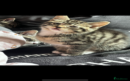 Mixed Breed cats for sale: Gorgeous kittens ready now 😍 x1 boy x2 girls  - Image 9