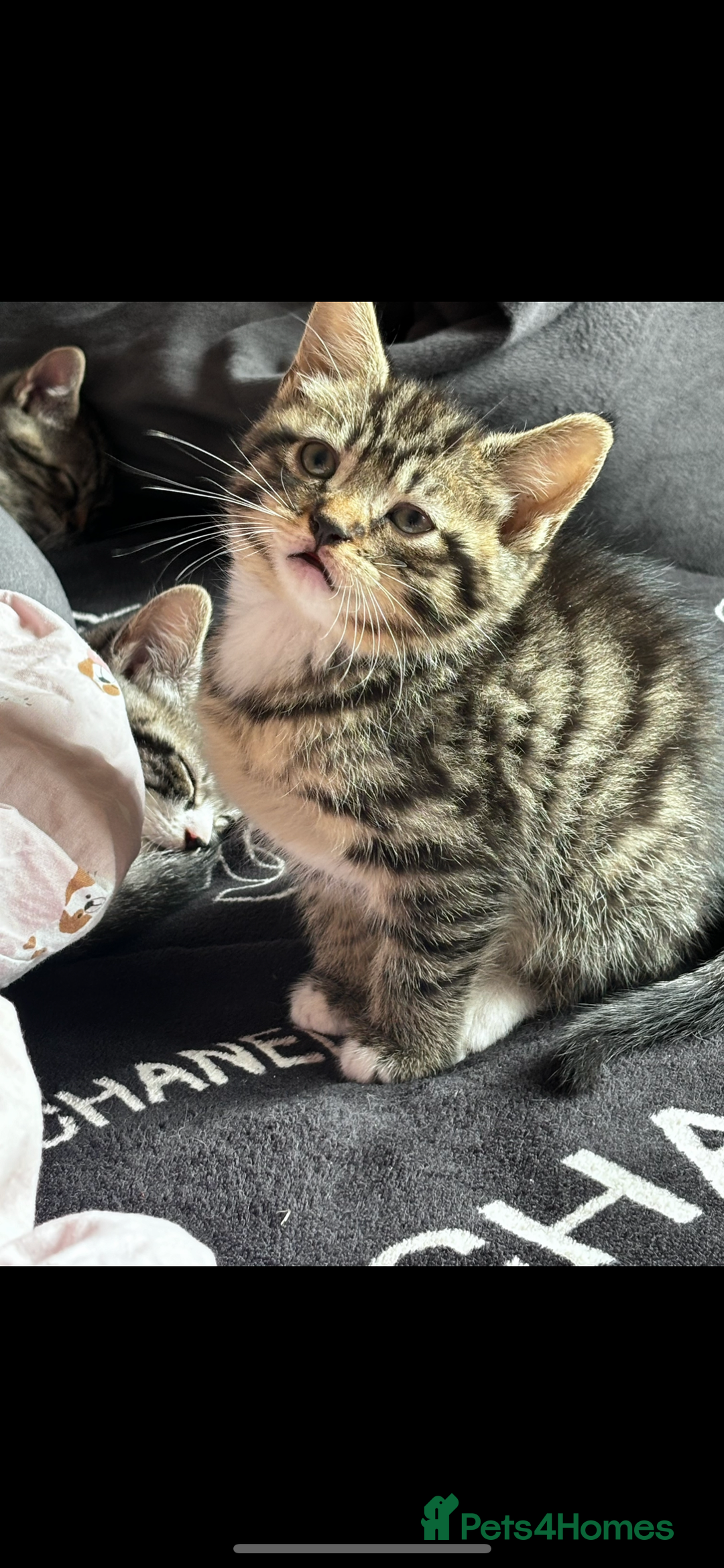 Mixed Breed cats for sale: Gorgeous kittens ready now 😍 x1 boy x2 girls  - Image 9