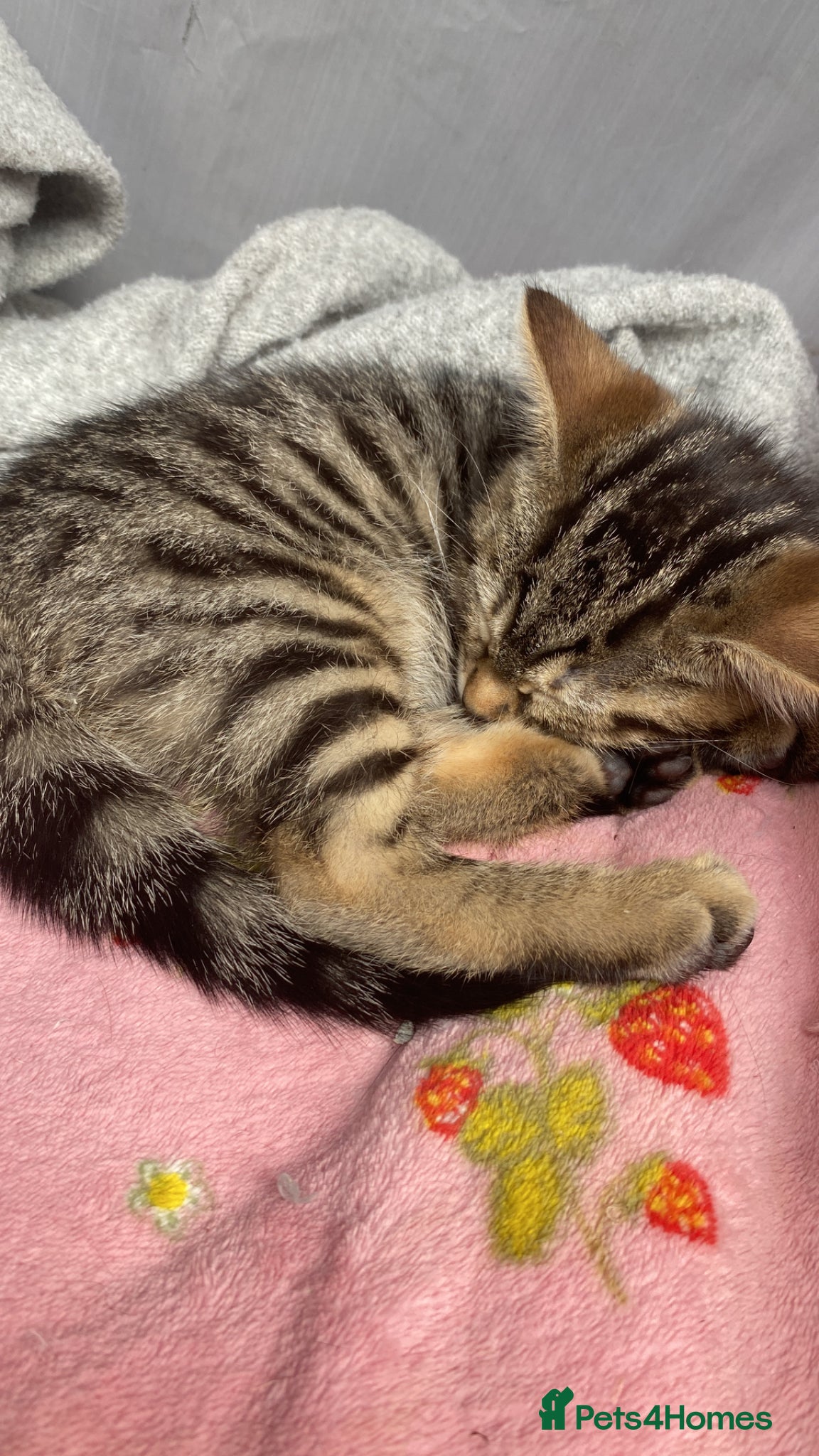 Bengal cats  Bengal babies, ready to go! ❤️🏡 - Advert 15