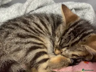 Bengal cats Bengal babies, ready to go! ❤️🏡 - Advert 15