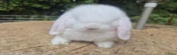 Mini Lop rabbits for sale: 🍓Gorgeous mini lop babies 🍓 - Advert 13