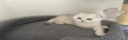 Scottish Fold cats for sale: Adorable Scottish Fold Kittens - Advert 34