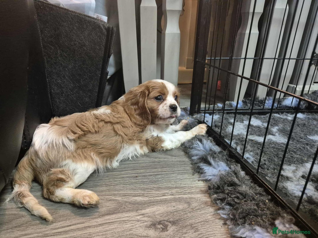 Cavalier King Charles Spaniel dogs for sale: Cavalier King Charles Spaniel  - Advert 5