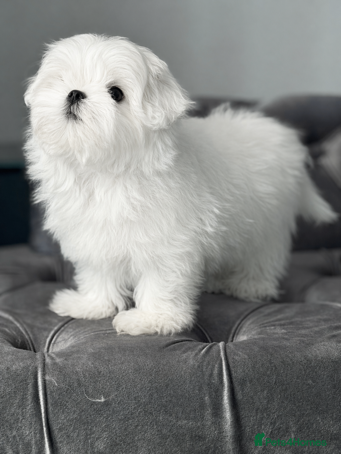 Maltese dogs Beautiful Korean Maltese male puppy  - Advert 2