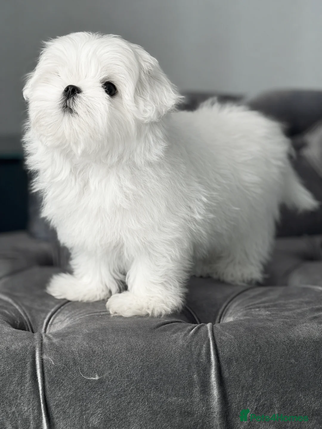 Maltese dogs for sale: Beautiful Korean Maltese male puppy  - Advert 2