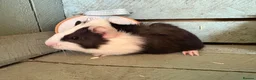 Guinea Pig rodents for sale: Young guinea pigs for sale  - Advert 11