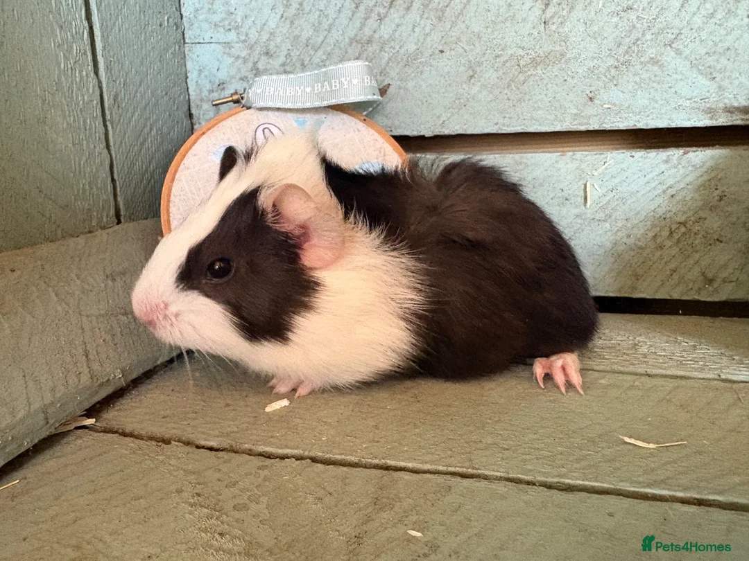 Guinea Pig rodents for sale: Young guinea pigs for sale  - Advert 11