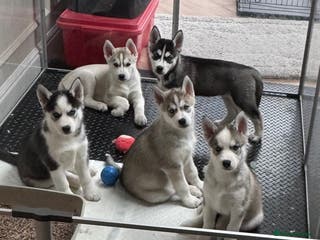 Siberian Husky dogs KC REG SIBERIAN PUPS 2 BOYS 1 GIRL LEFT - Advert 5