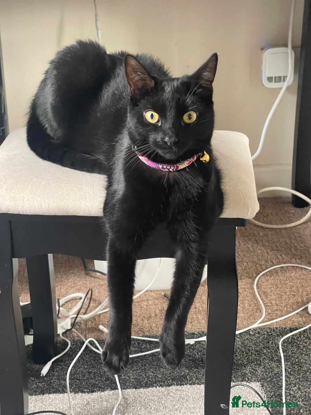 Domestic Shorthair cats for sale: Bella black shorthair domestic  - Image 5