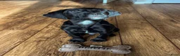 Mixed Breed dogs for sale: Bertie - English Springer Spaniel Mix - Advert 5