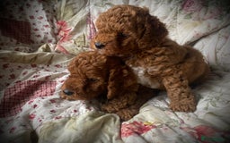 Cockapoo dogs for sale: Fabulous F1b Fox Red Cockapoo Health Cleared - Image 16